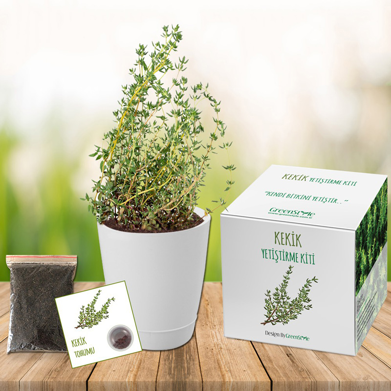 Cucumber Grow Kit Promotion Every Where